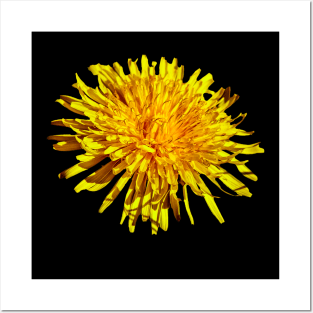 Dandelion flower Posters and Art